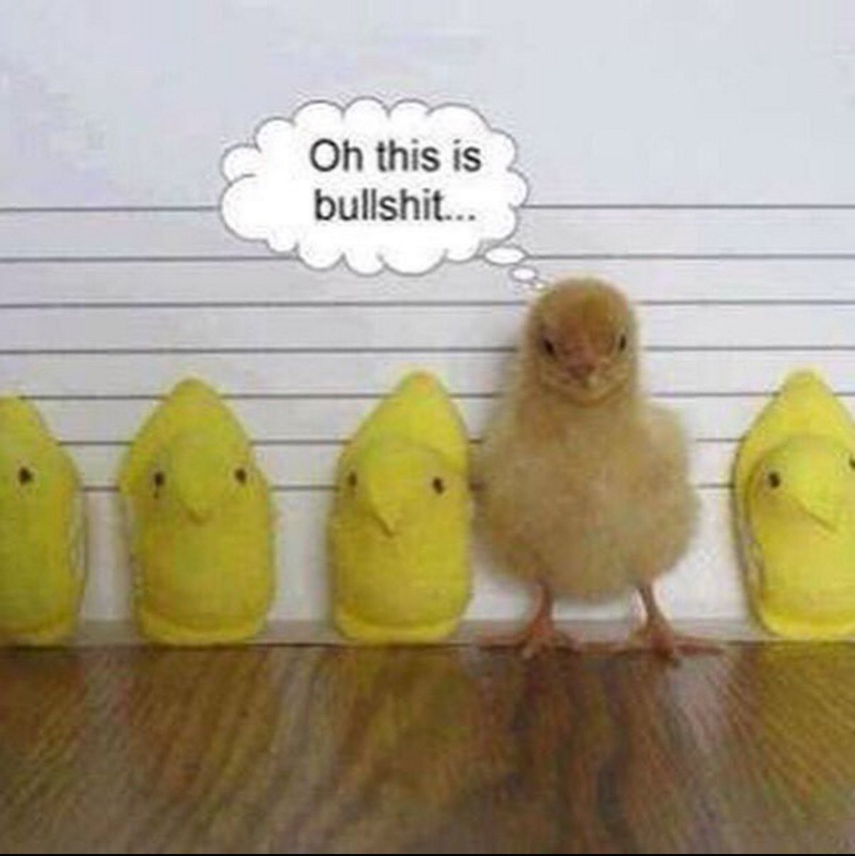 Bawk bawk...