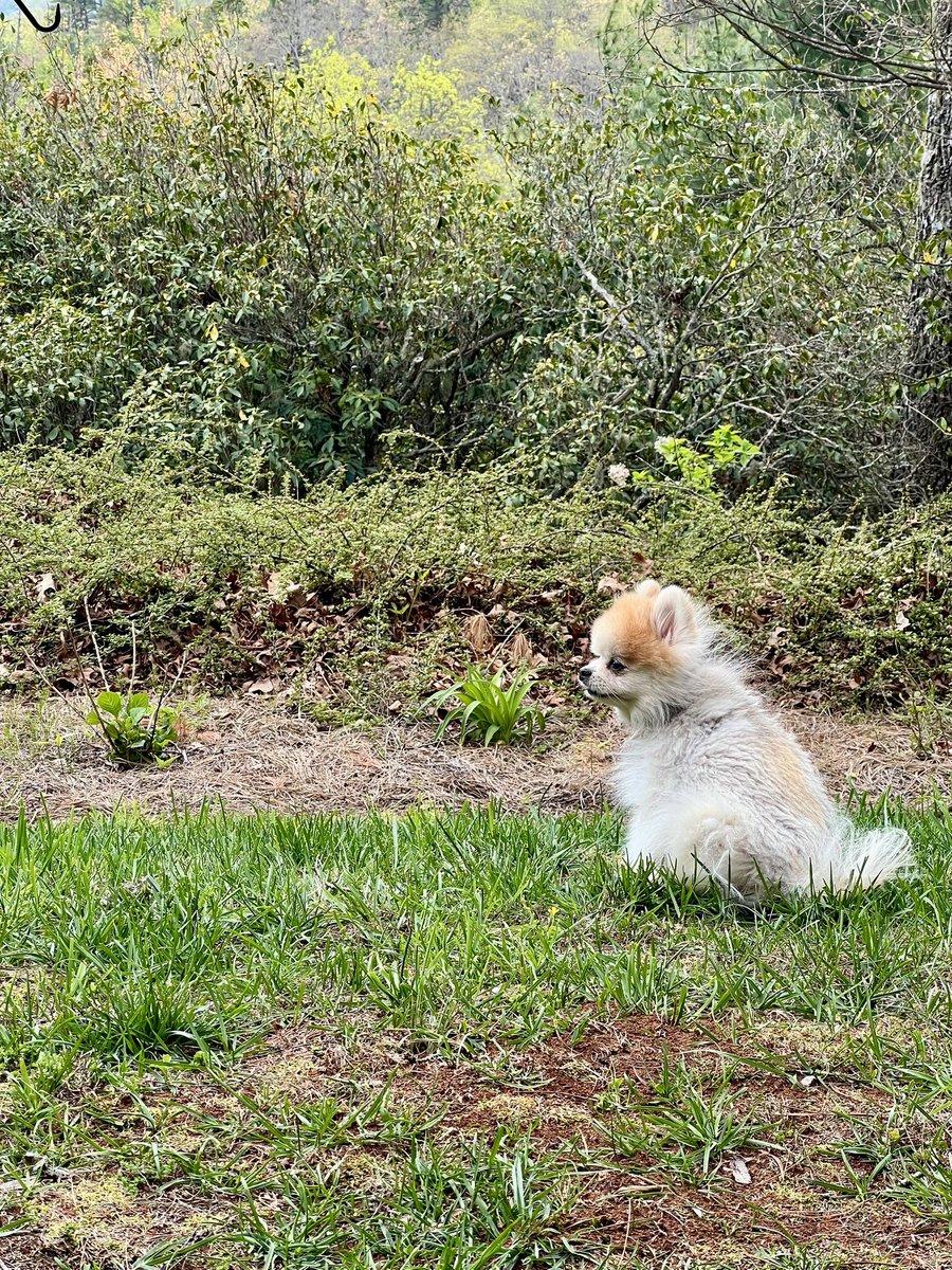 kim_wacker's tweet photo. Happy Easter! 🐰 

I may not have any income, or a plan for my future, but what I do have is my family, my fur baby 🐶, and my faith. 🙏🏼

R.I.P. O’Malley Wacker. 🐈 

#heisrisen #easter #happyeaster #faith #hope #believe https://t.co/w4MEE9mmSJ