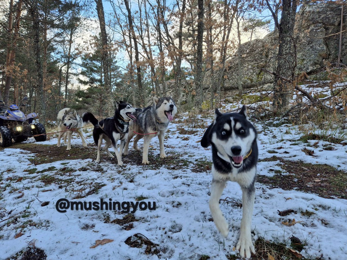 MushingYou's tweet photo. Y estos días también ha vuelto la nieve a la Sierra de la Demanda!! ❄️😄❄️
#mushingyou https://t.co/4Ga4tLnnBz