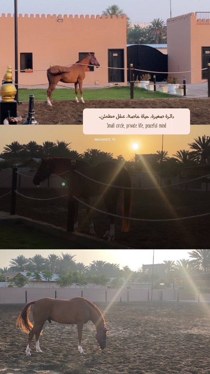 mashaer_93's tweet photo. 🐎🌷✨ https://t.co/kNfkaTQIss