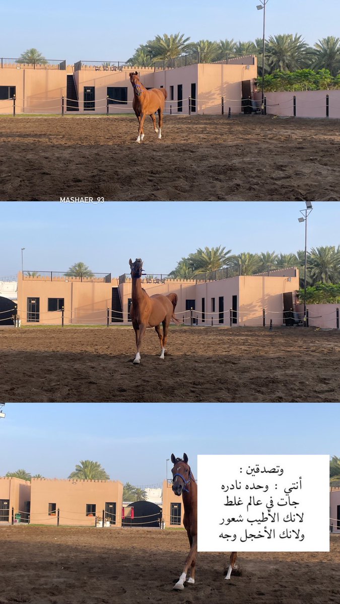 mashaer_93's tweet photo. 🐎🌷✨ https://t.co/kNfkaTQIss