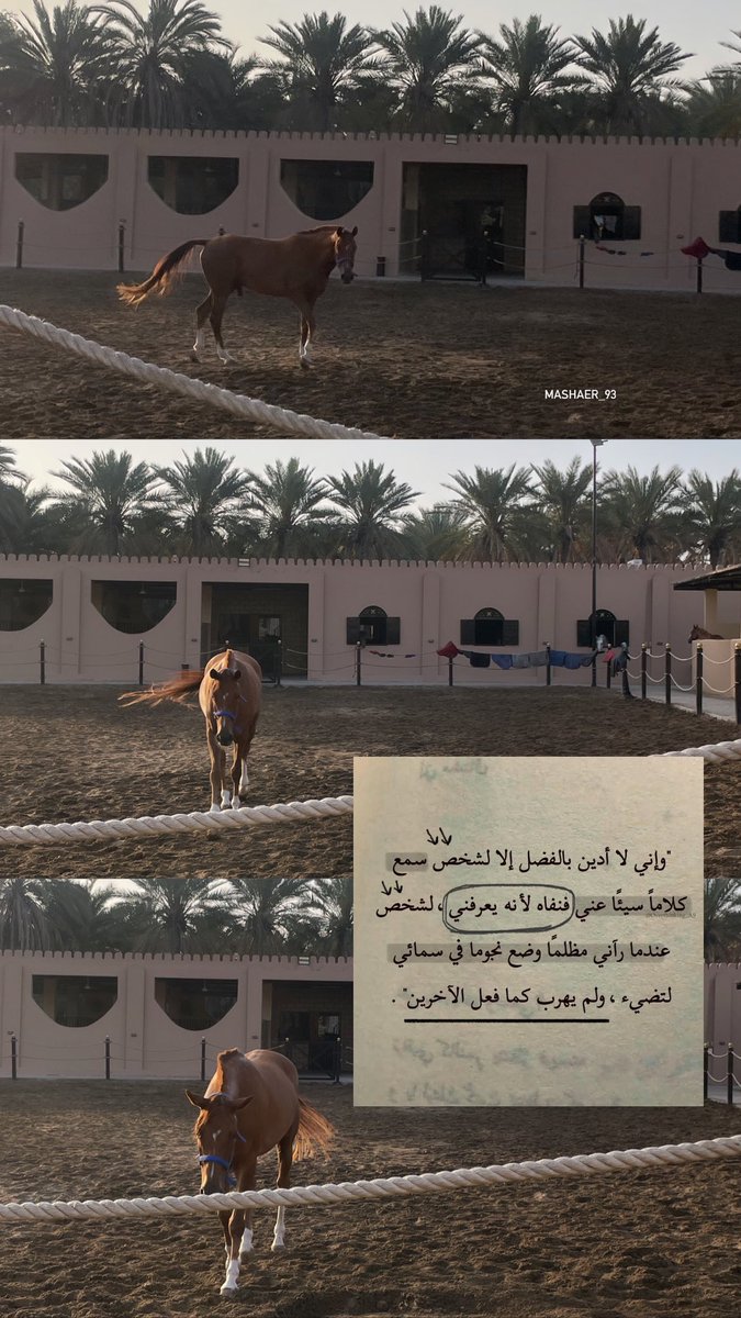 mashaer_93's tweet photo. 🐎🌷✨ https://t.co/kNfkaTQIss