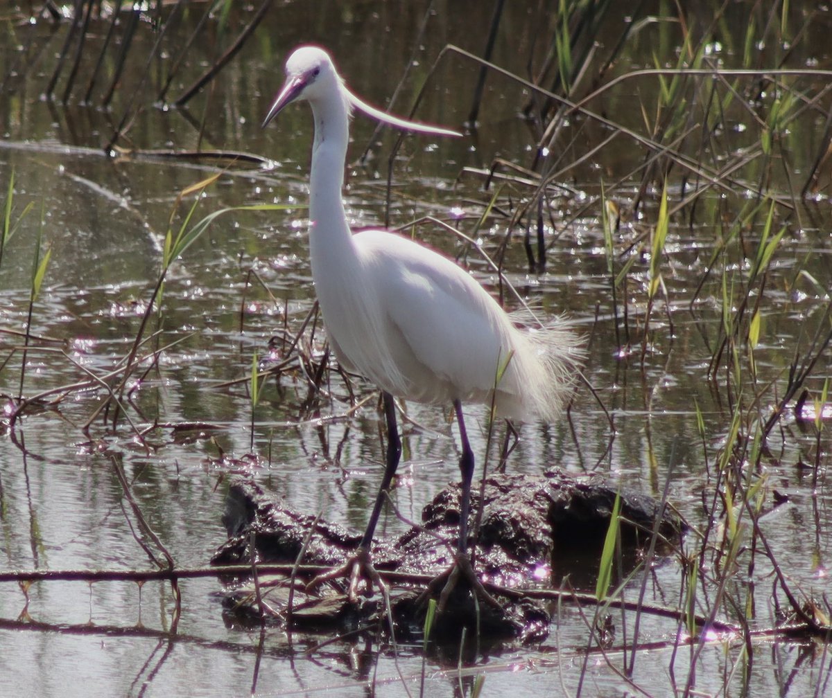 Little egret #RiverBrue #Somerset
