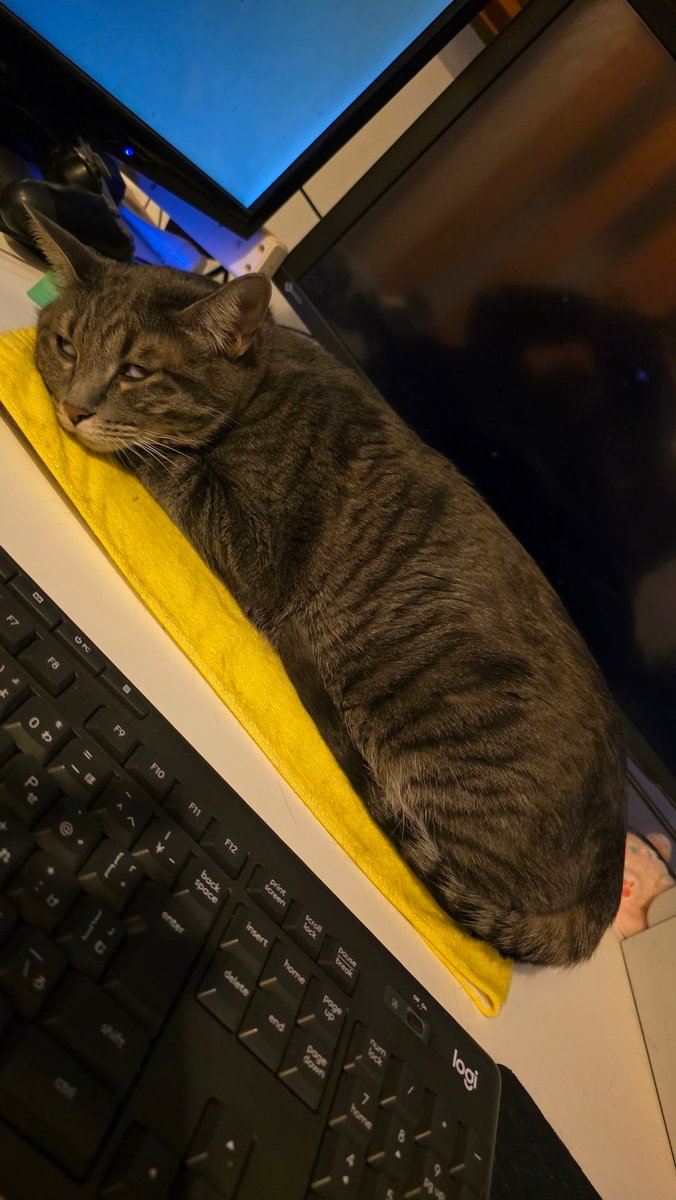 血便出るぐらい頑張ってるなう💩✨
血尿って中々出ないもんだ笑

生きてます🐱💨