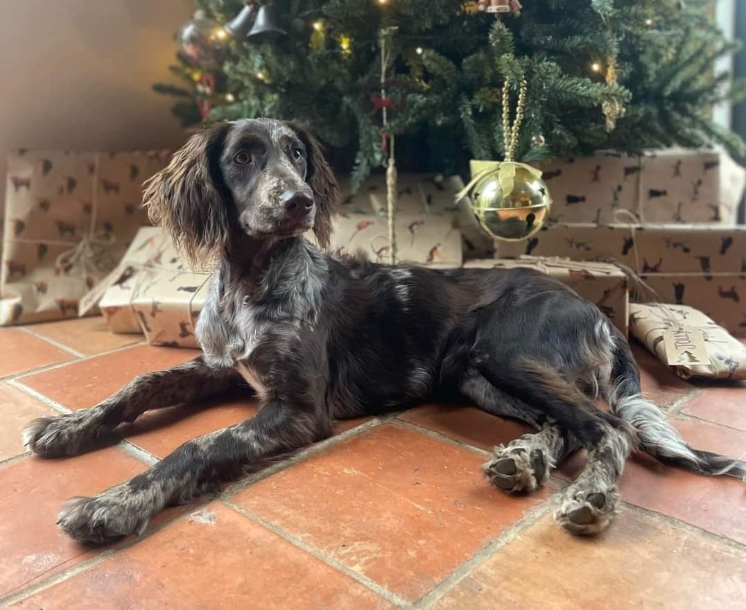 SAGE has been #missing since Tuesday 3pm 28 May 2023

She ran off chasing something on her walk. From near FORNCETT ST PETER CHURCH NORFOLK.

Sage has not been seen since. Please contact asap if sighted/any information 

#STOLENDOGHOUR