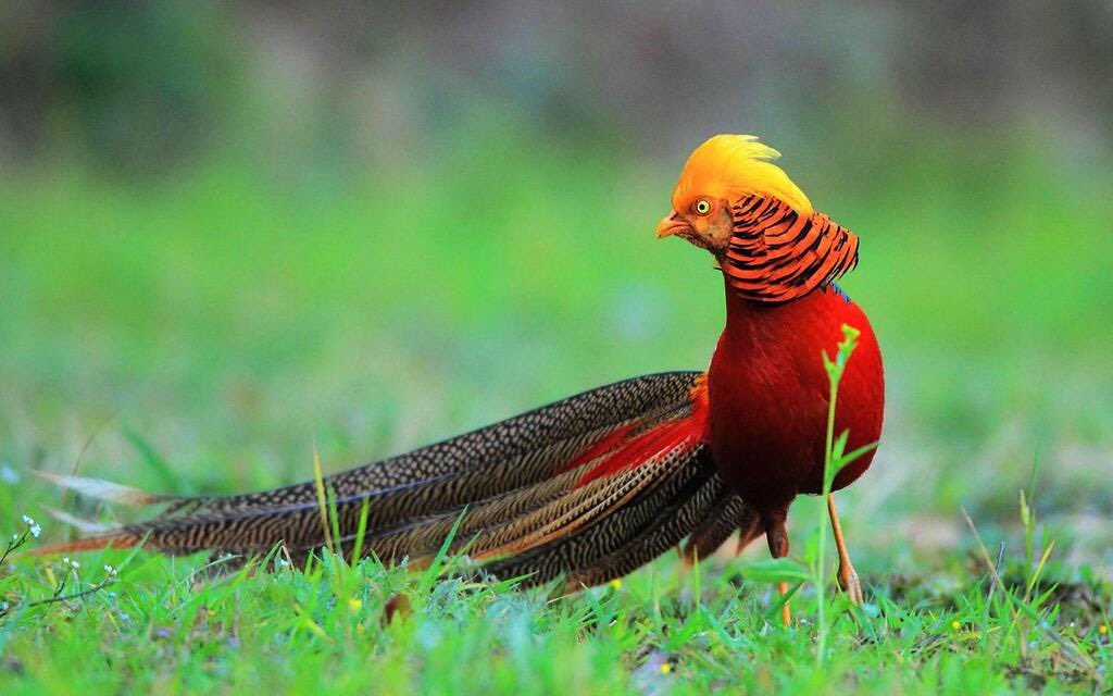 Gm bird of the day

Golden pheasant
