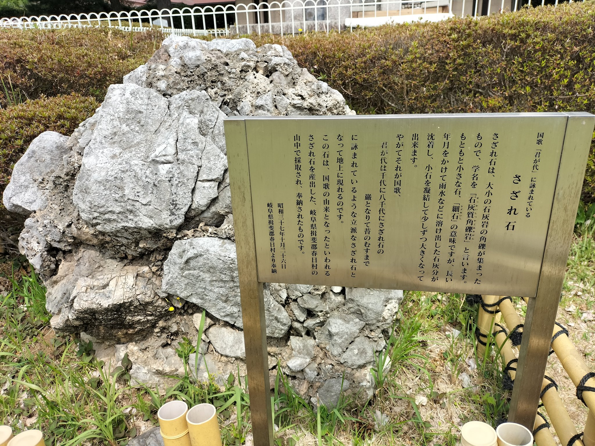 寒川神社で国民を見守る 国家君が代の「さざれ石」（寒川町