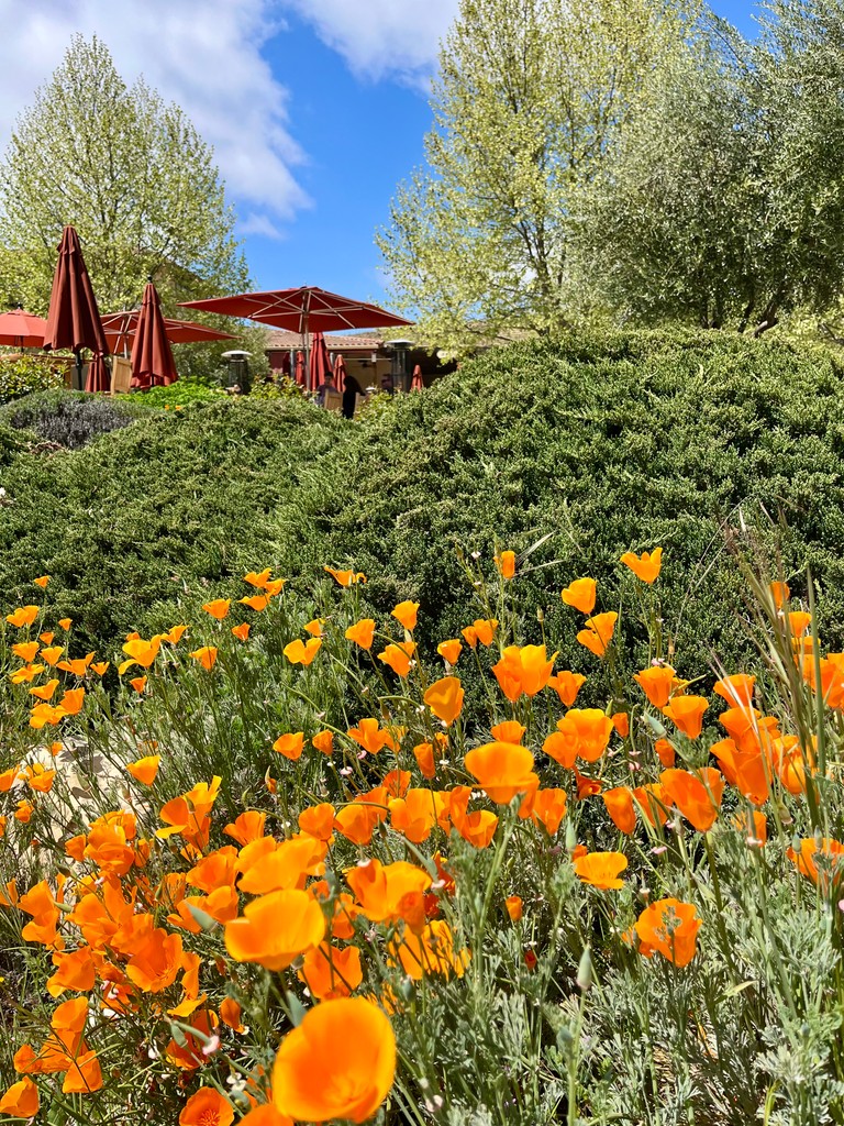 These are some favorite photos from <a href="/jasonchaas/">Jason Haas</a>’s new wildflower blog, including lupine, poppies, vetch, mustard, phacelia, and even the daikon radishes we plant as soil aerators.

If you’re coming to visit in the next month or so, you’re in for a treat. 

tablascreek.typepad.com/tablas/2025/04…