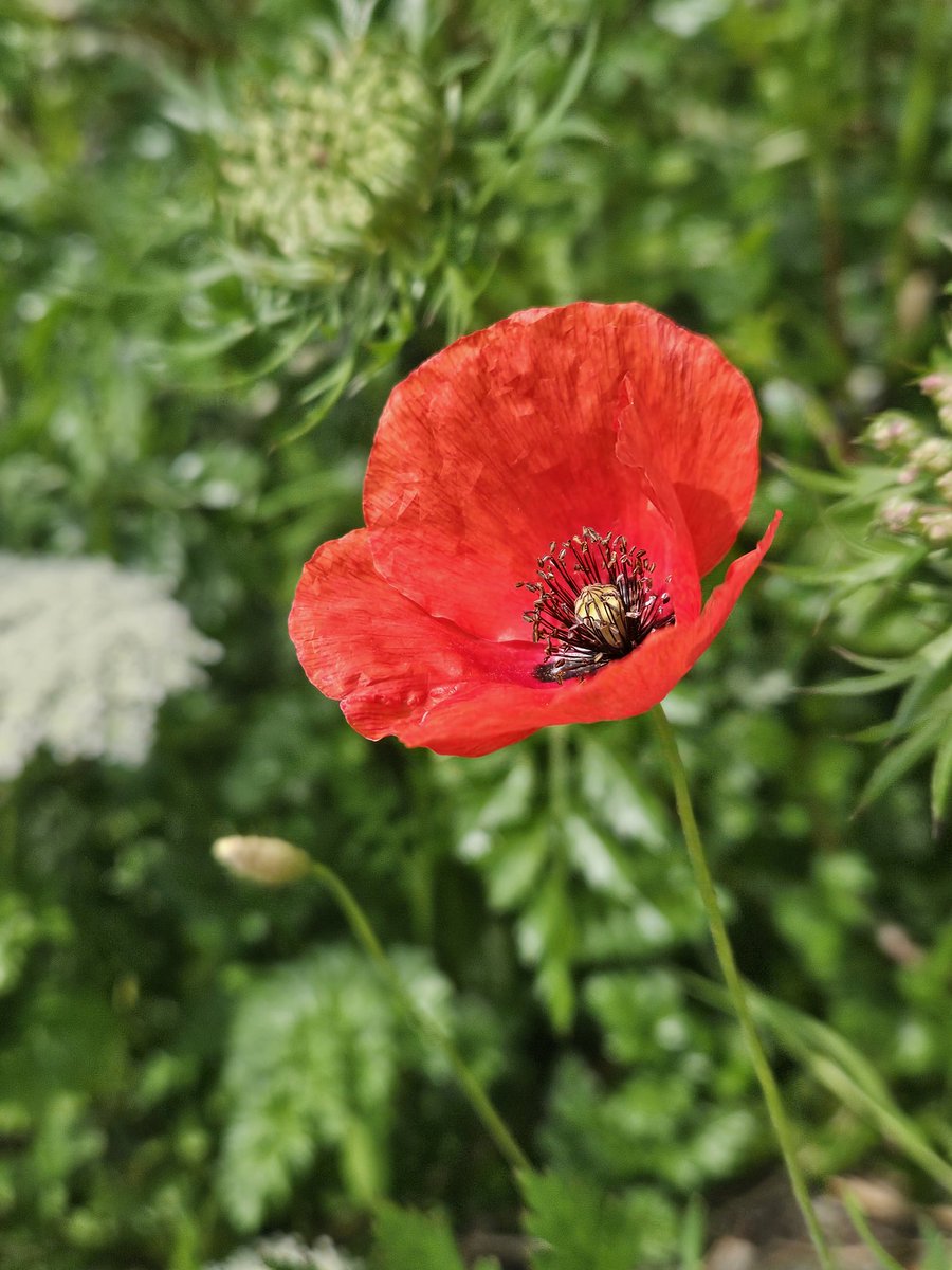 Flanders Poppy in bloom in Riomaggiori, Italy