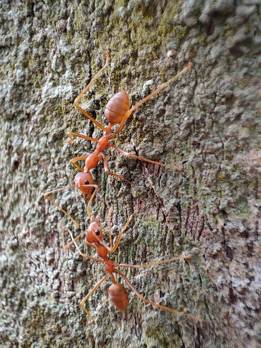 Sj_Naite's tweet image. #Redminote10promax #Telemacro