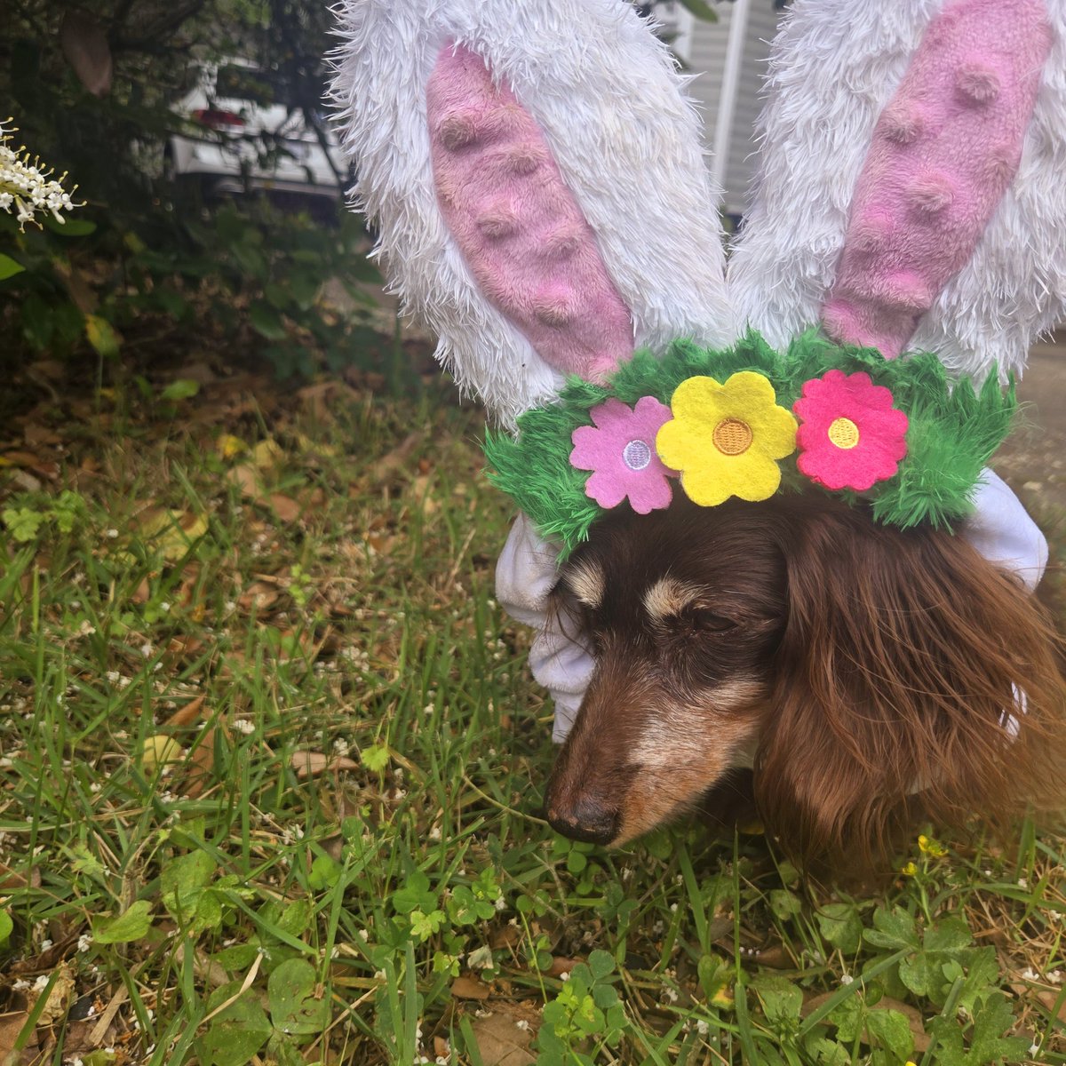 TraceysNola's tweet image. Ruthie says, "Hoppy Easter!"
Yes, we are boiling crawfish!
🦞🥂🦐🍻

#crawfishnola 
#easterweekendnola 
#comegetyousome‼️ 
#ruthie