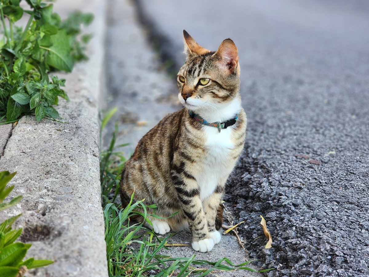 mattjasonborn's tweet image. Meet adorable OneWisker 😊

#HitPaw #HitPawCatTax 
@HitPawofficial