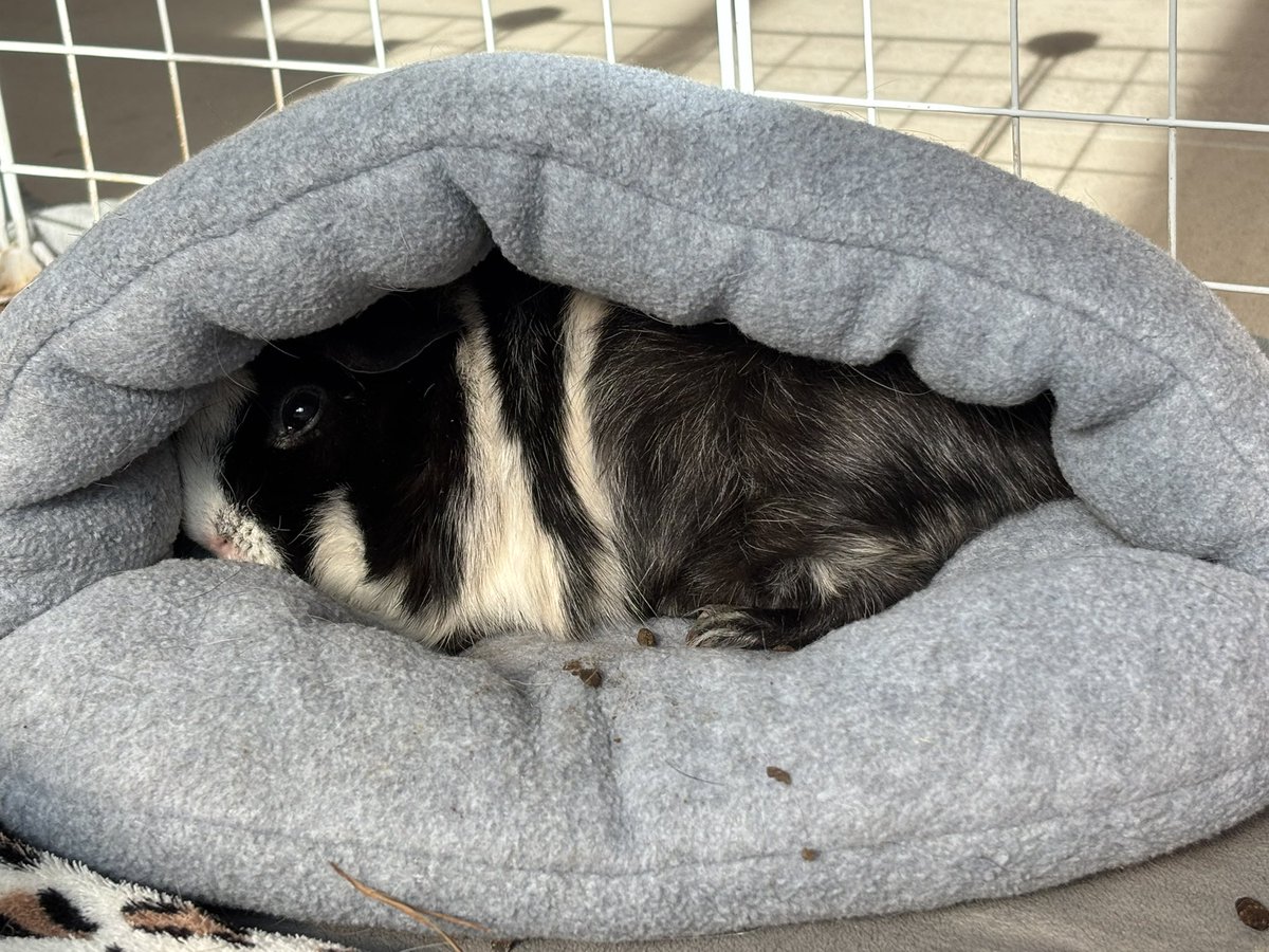 Pigdad is back at the hospital on emergency 😮‍💨
High temperature and bad blood samples 😪