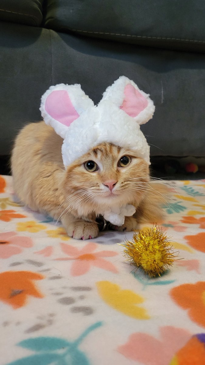 SailorAlexus's tweet photo. 🌸 Hoppy Easter from the fluffiest bunny in town! 🐰 https://t.co/t7c5chzCMN