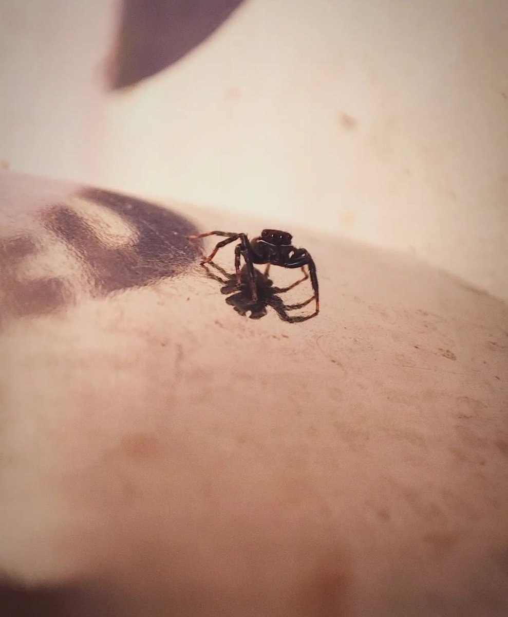 Sj_Naite's tweet image. #redminote10promax #Telemacro