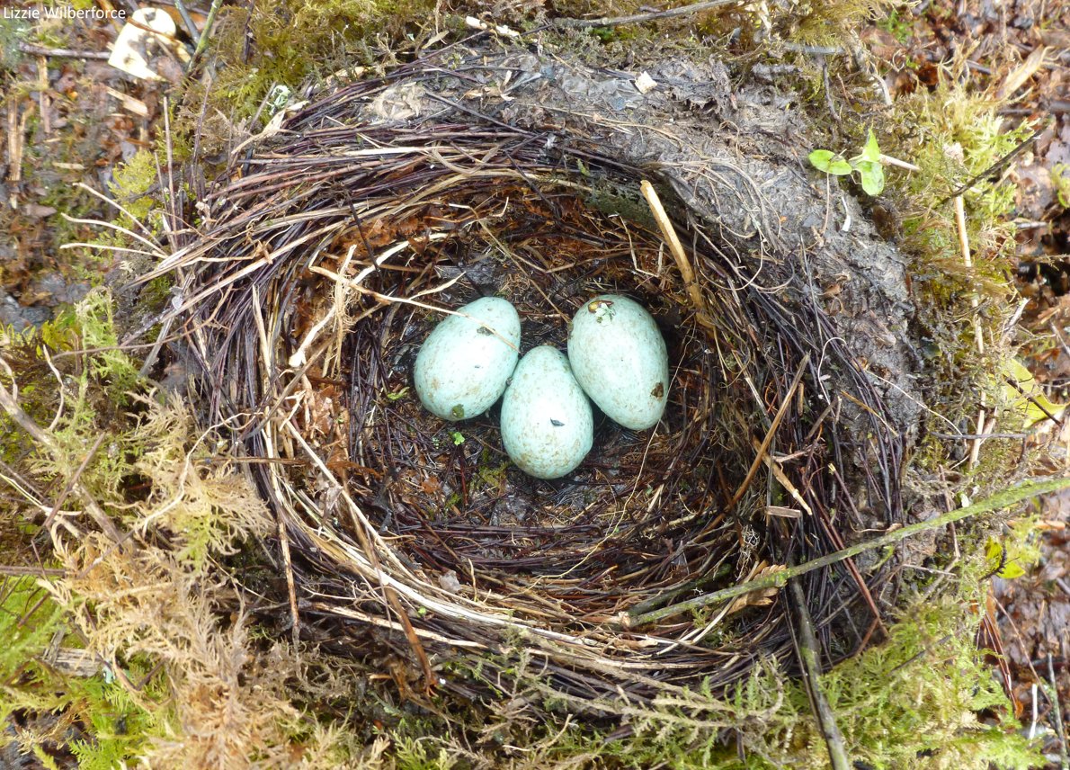 Did you know that it takes more than 200% of a birds daily energy to produce just one egg? Breeding demands a lot from parents, especially females who need the right foods to reach optimum breeding condition 🐣🐦