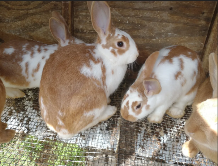 AgriHopper's tweet photo. Breeding Schedule.
Breed females every 60–75 days for balance.
Too soon = exhaustion. Too late = waste.
Timing builds wealth.
#RabbitBreeding #AgriHopperPlanner https://t.co/f0ejoqCnPb