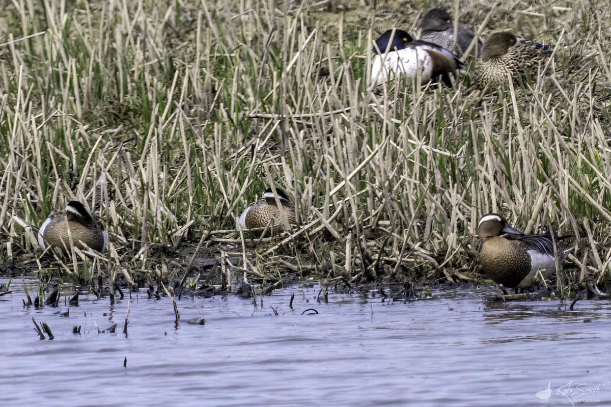 Kyle Smith 🏴 (@jkyles32) on Twitter photo I'd been working and missed some local garganey but caught up with three drakes at <a href="/WWTWelney/">WWT Welney</a> with <a href="/kev07713/">Kev heath</a> yesterday - although they spent almost the whole time asleep. Made for a reasonable haul in our few hours there <a href="/BirdGuides/">BirdGuides</a> <a href="/_BTO/">BTO</a>. I'd been working and missed some local garganey but caught up with three drakes at <a href="/WWTWelney/">WWT Welney</a> with <a href="/kev07713/">Kev heath</a> yesterday - although they spent almost the whole time asleep. Made for a reasonable haul in our few hours there <a href="/BirdGuides/">BirdGuides</a> <a href="/_BTO/">BTO</a>.