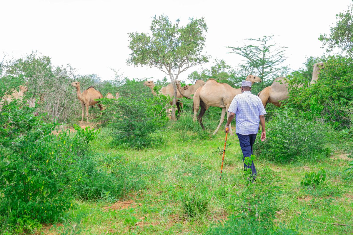 HonAdenDuale's tweet photo. “The death of a man without camels is not news.” – Somali proverb.

In pastoralist communities, camels are central to life, valued for sentiment, sustenance and survival.

Visited my camel farm.

The resilience of these animals mirrors the spirit of the people they sustain, a journey I reflect on in, 'For the Record,' my memoir.