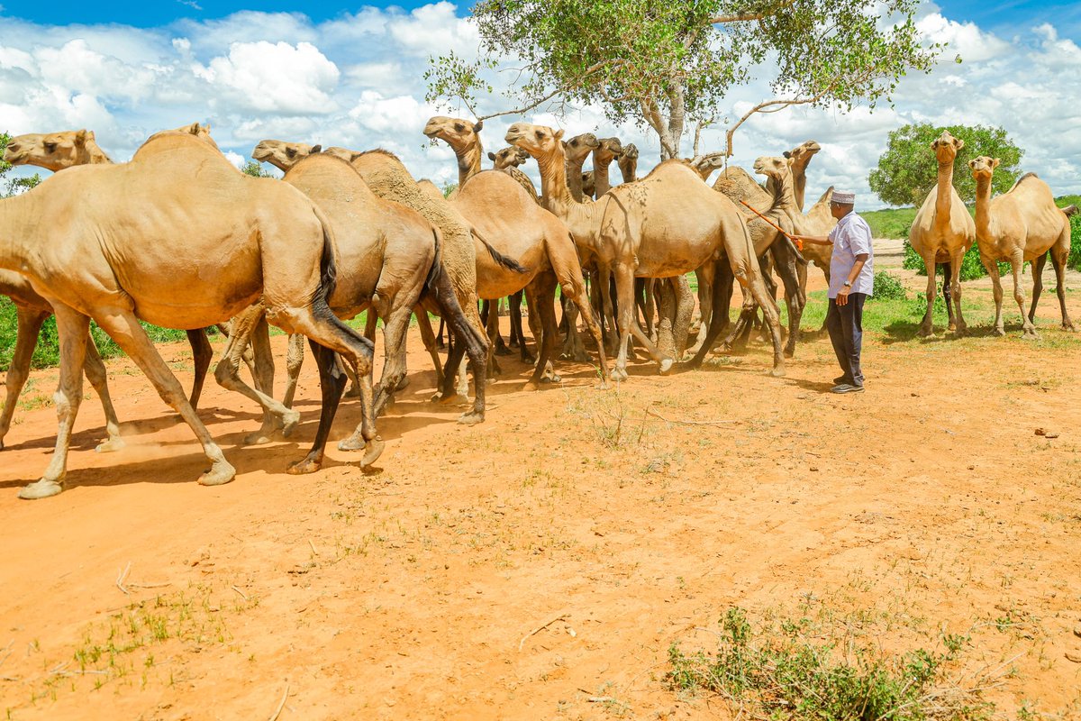 HonAdenDuale's tweet photo. “The death of a man without camels is not news.” – Somali proverb.

In pastoralist communities, camels are central to life, valued for sentiment, sustenance and survival.

Visited my camel farm.

The resilience of these animals mirrors the spirit of the people they sustain, a journey I reflect on in, 'For the Record,' my memoir.