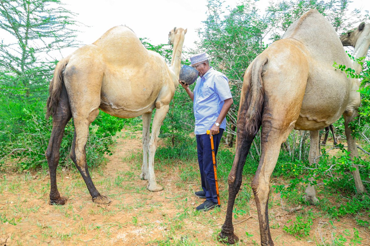 HonAdenDuale's tweet photo. “The death of a man without camels is not news.” – Somali proverb.

In pastoralist communities, camels are central to life, valued for sentiment, sustenance and survival.

Visited my camel farm.

The resilience of these animals mirrors the spirit of the people they sustain, a journey I reflect on in, 'For the Record,' my memoir.