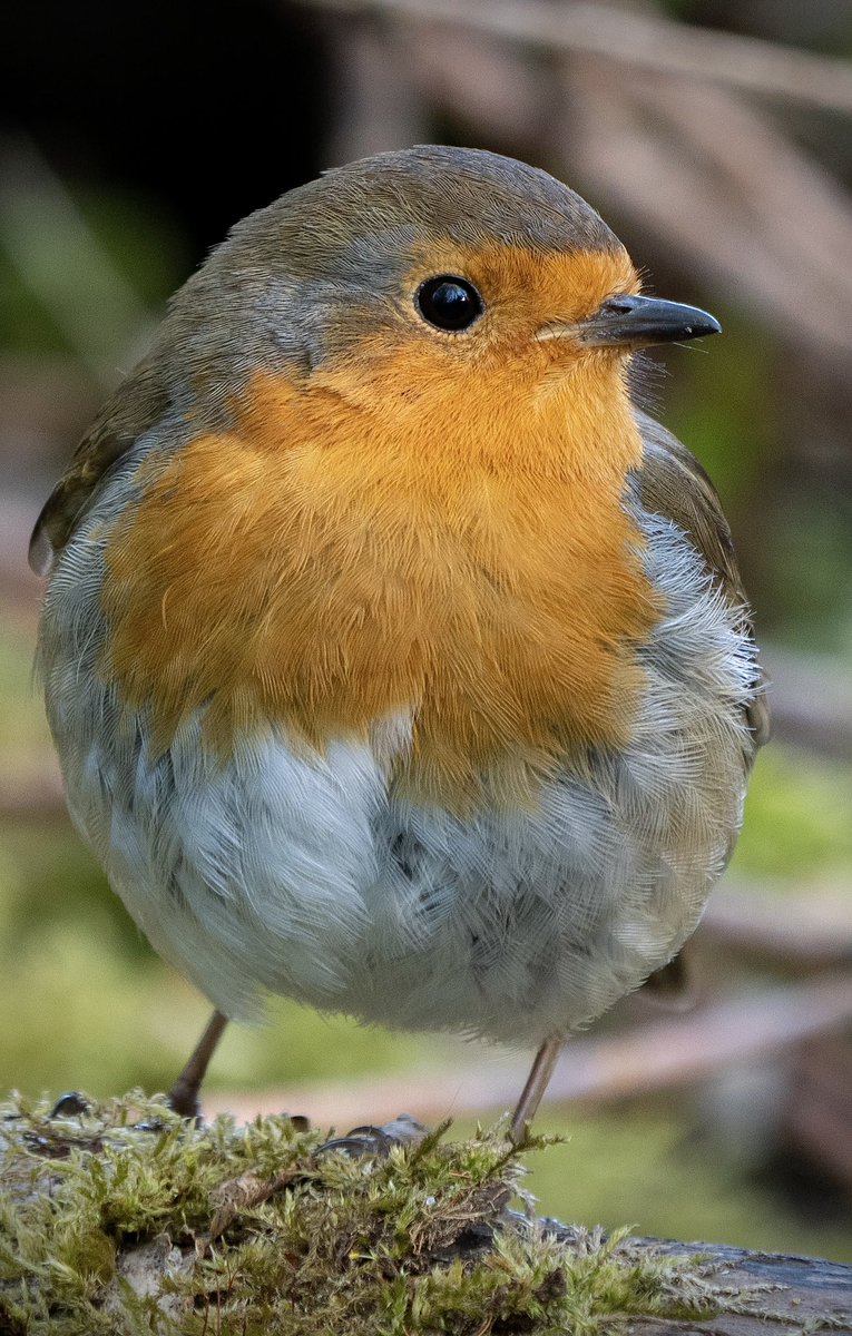 Robin taken this morning. 😊 #robin #wildlife #nature #wildlifephotography #saddleworth #mossley #birds #birding #TwitterNatureCommunity