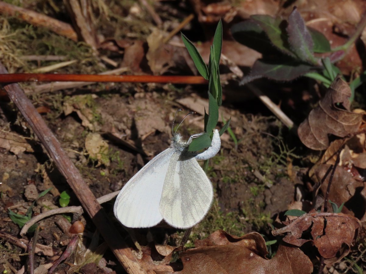 RHbury's tweet photo. 5 Wood Whites at Monkwood today, one ovipositing &amp; our first Cuckoo heard. 
@WorcsWT @BC_WestMids https://t.co/bmie2aOZKY