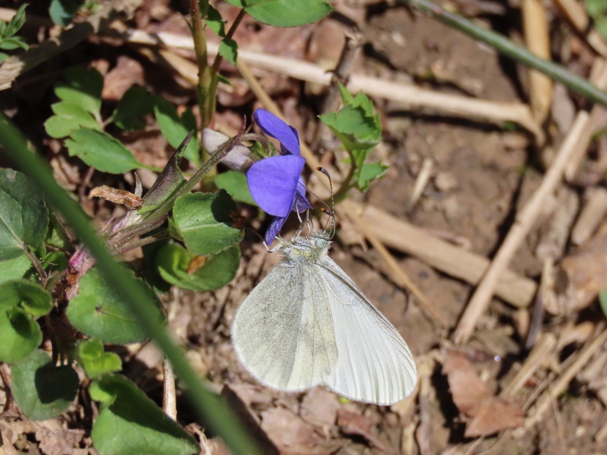 RHbury's tweet photo. 5 Wood Whites at Monkwood today, one ovipositing &amp; our first Cuckoo heard. 
@WorcsWT @BC_WestMids https://t.co/bmie2aOZKY