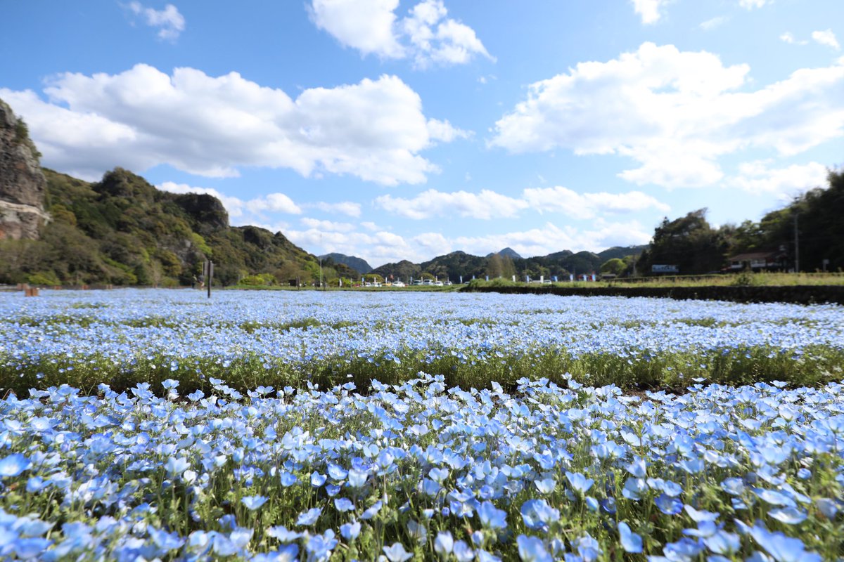 W10Hfp's tweet photo. この前行った大分の青の洞門、ネモフィラがキレイでしたー♪ https://t.co/Y4JBNj5iAR