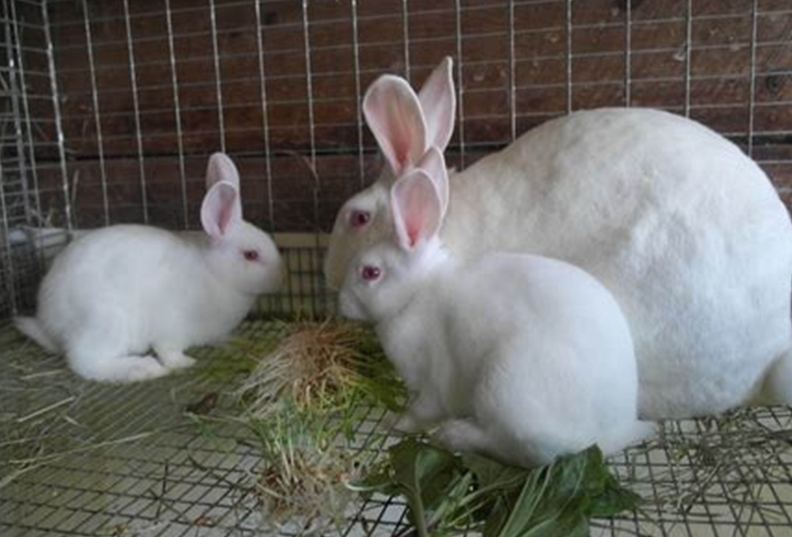 LeandreBaka2's tweet photo. Which matters most for better rabbit productivity?
1️⃣ Genetics
2️⃣ Feed quality
3️⃣ Shelter design
4️⃣ Health care
Drop your vote ⬇️
Let’s hear from rabbit geniuses.
#AgriHopperPoll #RabbitGrowth https://t.co/Bgplo8ql1I