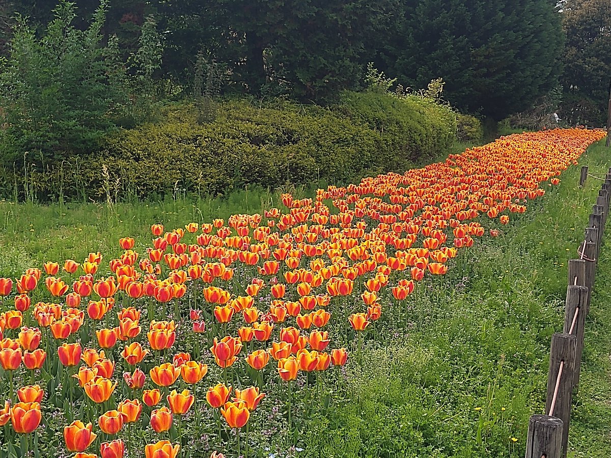 Sunutan (すぬたん) tweet media