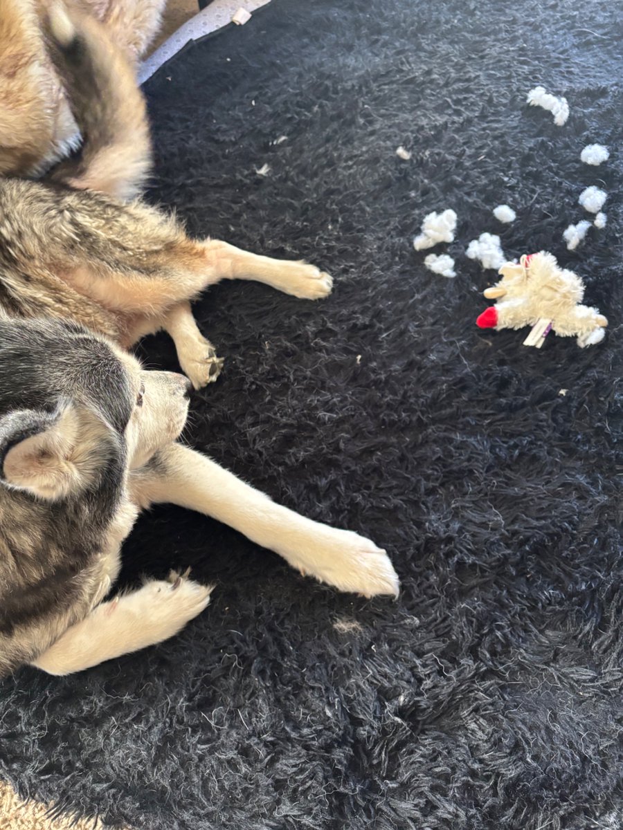 lilbit0JD's tweet photo. Athena said, let it be known that on this day…
The lamb is dead https://t.co/qleynbCEJ6