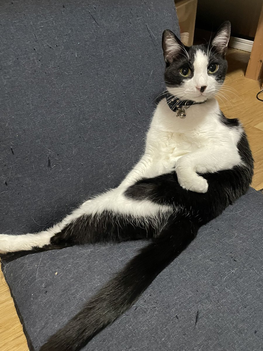 仕事終わって帰ってきたらぴのがポーズ決めて待っててくれた😻