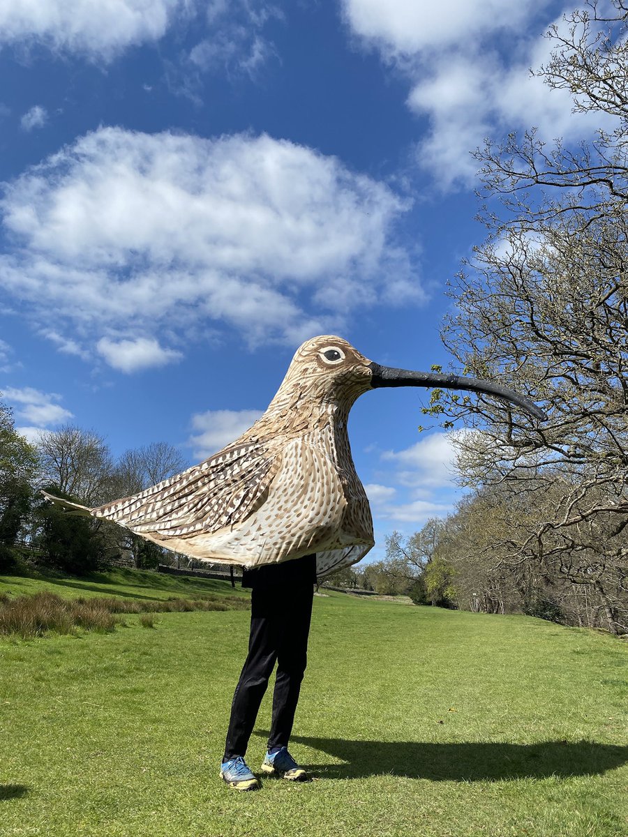 We spotted a giant curlew today! Monday is #WorldCurlewDay. Matt has walked the 53 mile Nidderdale Way to raise awareness about one of our most iconic and threatened birds, the Eurasian #Curlew. 

Ways you can help: 
 <a href="/CurlewAction/">Curlew Action</a> 
nidderdaleaonb.org.uk/2025/04/04/urg…

#Nidderdale #curlews