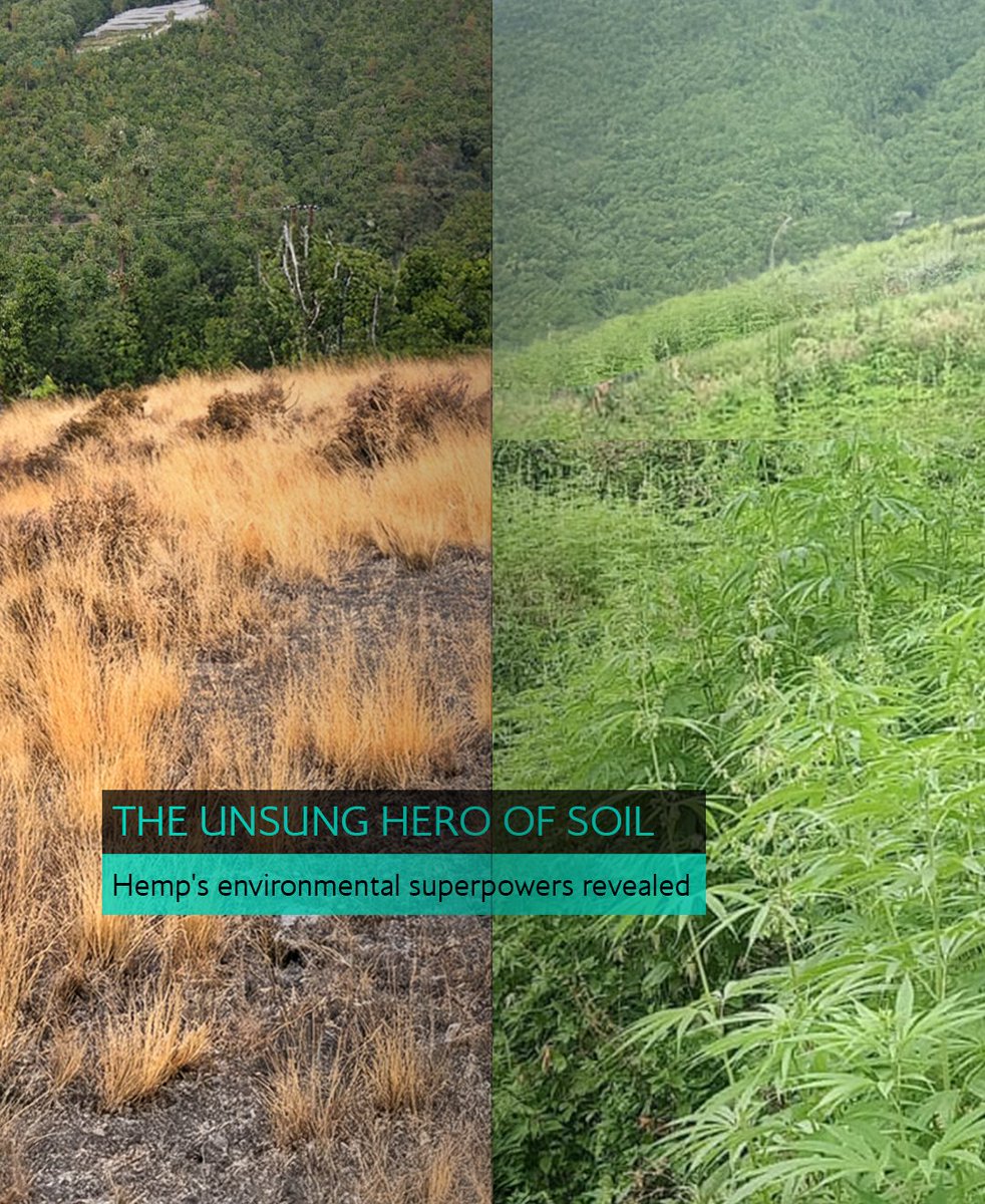 hemp_foundation's tweet photo. 𝗗𝗶𝗱 𝗬𝗼𝘂 𝗞𝗻𝗼𝘄? 𝗛𝗲𝗺𝗽'𝘀 𝗦𝗲𝗰𝗿𝗲𝘁 𝗟𝗶𝗳𝗲 𝗮𝘀 𝗮 𝗦𝗼𝗶𝗹 𝗦𝘂𝗽𝗲𝗿𝗵𝗲𝗿𝗼
What other plants have hidden environmental superpowers? Share in the comments! 

#HempFacts #SoilRegeneration #RegenerativeAgriculture #ClimateAction #PlantScience https://t.co/6y4mHJ7lDN