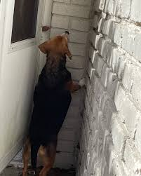154Pledge's tweet photo. dog staring a lizard https://t.co/dYqof7SgQB