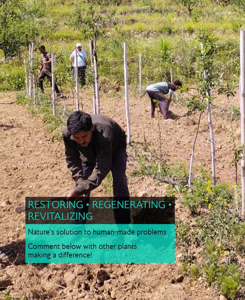 hemp_foundation's tweet photo. 𝗗𝗶𝗱 𝗬𝗼𝘂 𝗞𝗻𝗼𝘄? 𝗛𝗲𝗺𝗽'𝘀 𝗦𝗲𝗰𝗿𝗲𝘁 𝗟𝗶𝗳𝗲 𝗮𝘀 𝗮 𝗦𝗼𝗶𝗹 𝗦𝘂𝗽𝗲𝗿𝗵𝗲𝗿𝗼
While hemp's versatility in products gets most of the attention, its environmental superpowers often go unnoticed:
#HempFacts #SoilRegeneration #RegenerativeAgriculture #ClimateAction https://t.co/5wCcQyIakA