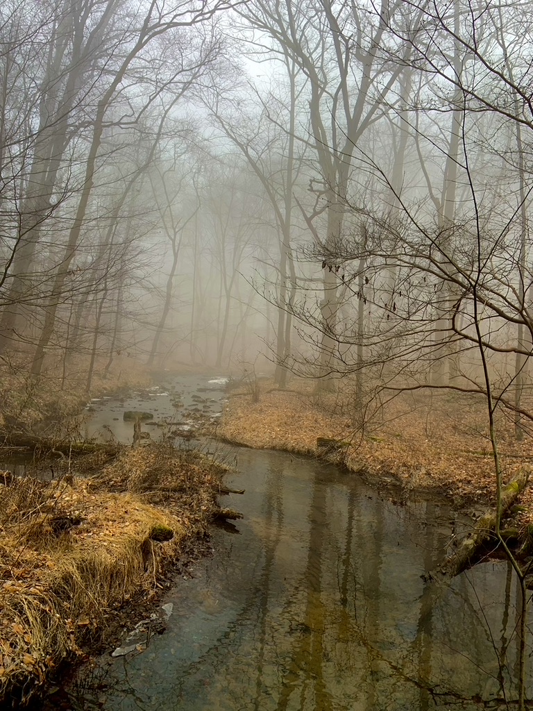 CanyonCoyote1's tweet photo. Foggy day https://t.co/kzqb9nkCeN