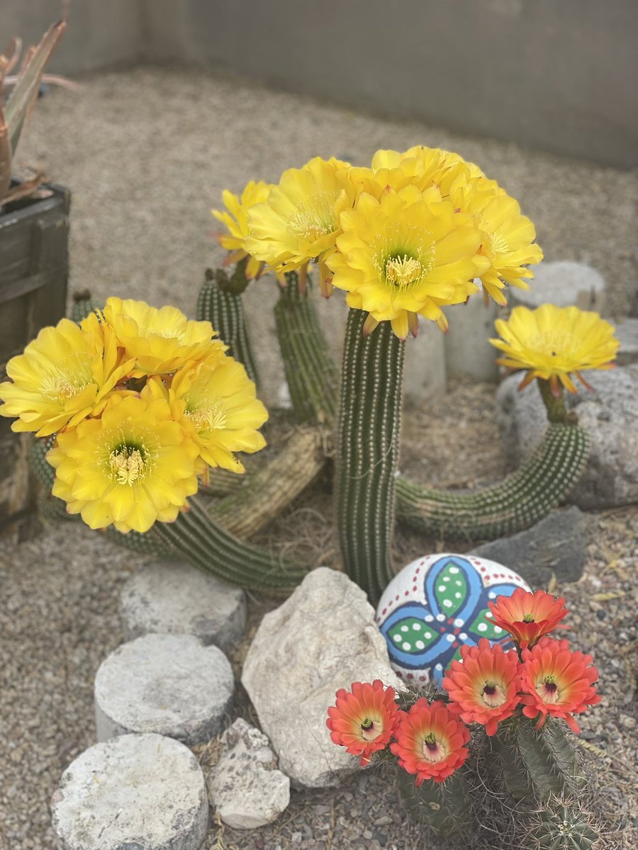 TheKimAlexis's tweet photo. #HappyEaster Our cactus bloomed! It’s amazingly beautiful to see and to catch when it blooms since it only happens once a year! 🌵 Anyone else have a cactus at home?
#KimAlexis #ArizonaLife #CactusBloom #DesertVibes #SimpleJoy https://t.co/ep1804LzNh