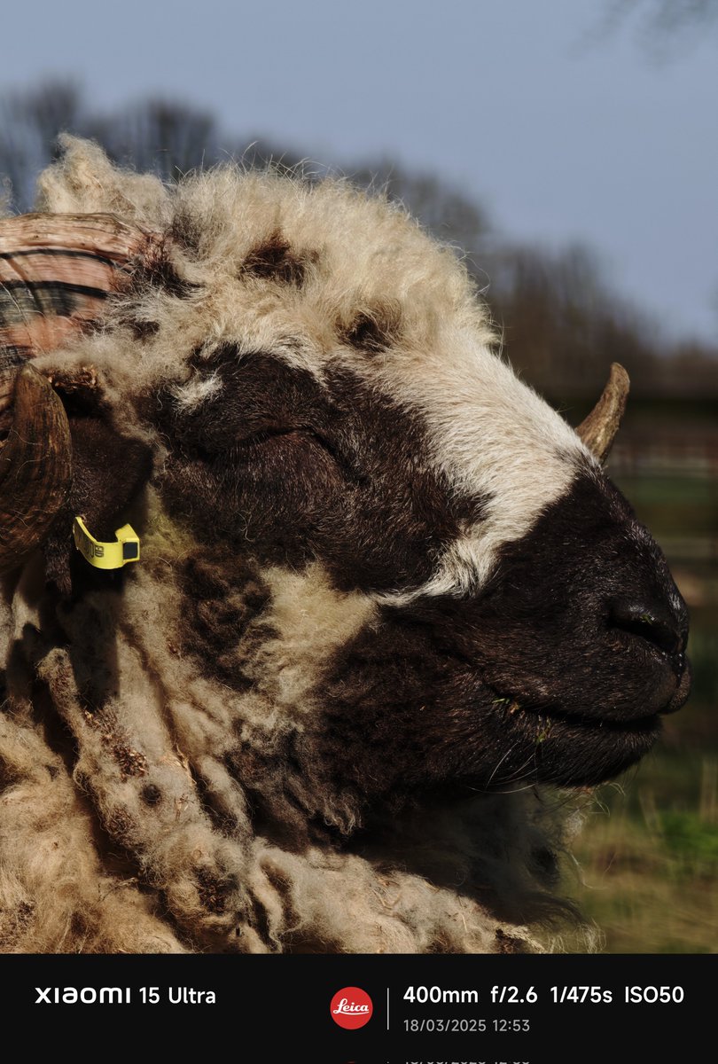 Oh man looking back through some of my Xiaomi 15 ultra pics I miss it man ❤️❤️❤️ camera so good on that beast apart from it's few issues when it gets it right it nailed it so well