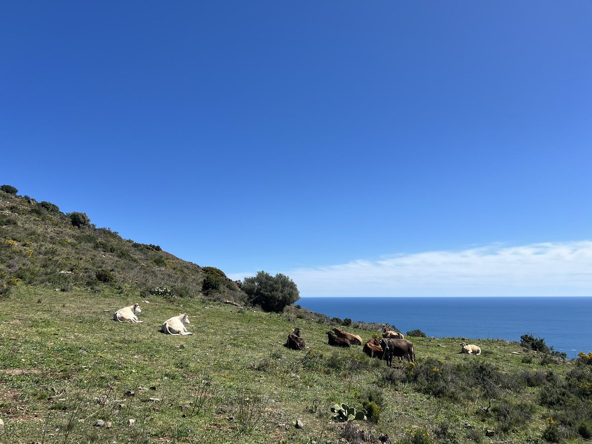 La tramuntana s’emporta el bou: open.spotify.com/track/3yrLx2M5…