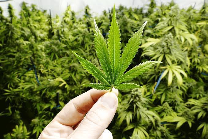 QGdoPOP's tweet photo. Hoje, dia 20/04, é o dia mundial da MACONHA. Já celebraram? https://t.co/zrUERM4ZNn