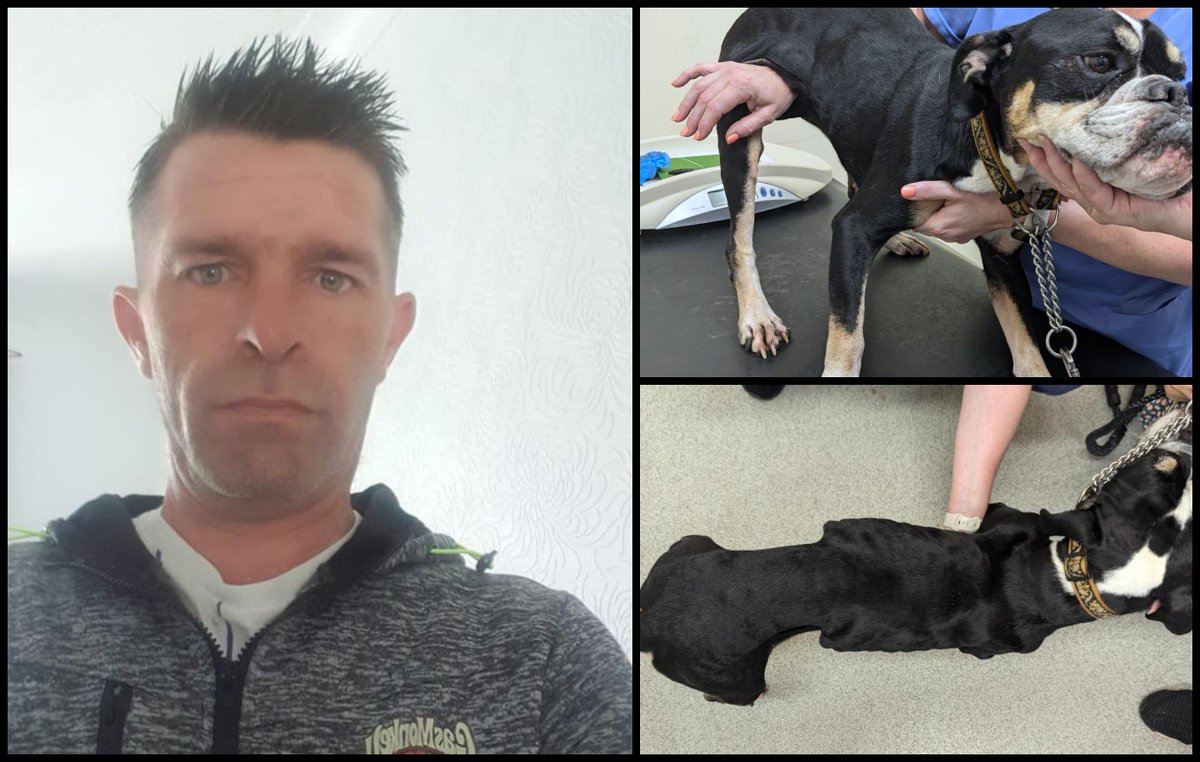 AdoptionsUk's tweet image. Please retweet, CONVICTED | Laurance Silver, 48, from #Killinghall, #Harrogate #Yorkshire  #UK  – left an injured and starving dog to “suffer for weeks” 
- avoids jail‼️‼️
The RSPCA was alerted to the plight of two-year-old bull terrier crossbreed Esther by a member of the…