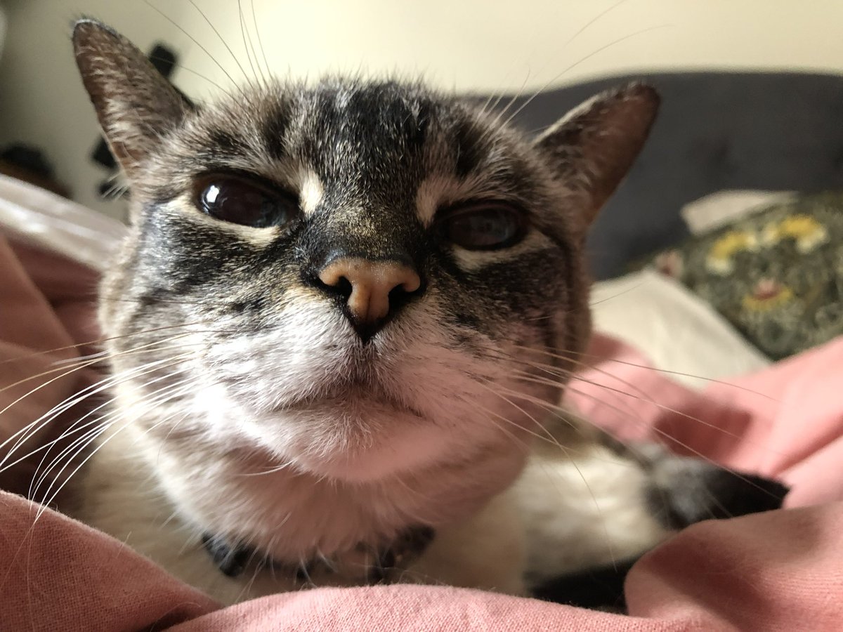 estherbeancat's tweet photo. THANK U !! happy esther sunday every bodey 🥰🌷🐇 https://t.co/etBukqFiUX