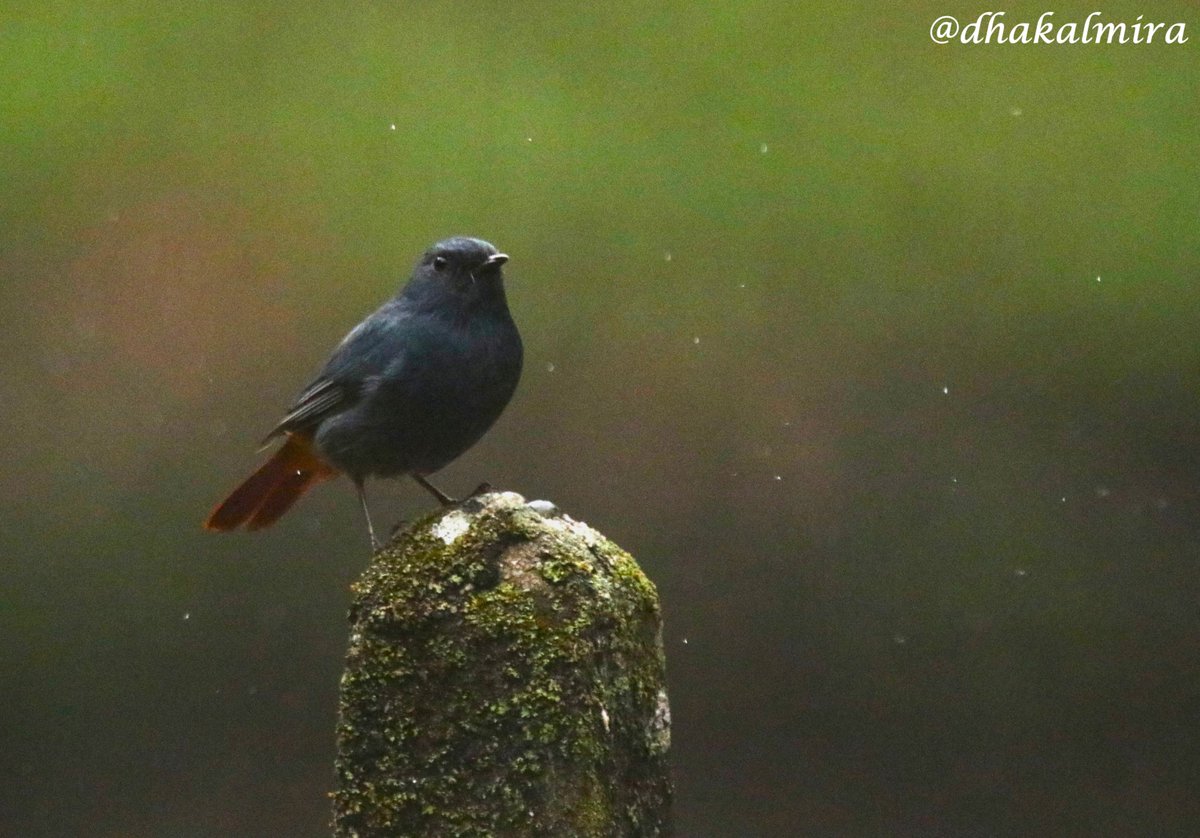dhakalmira's tweet photo. Plumbeous redstart male
नीलाम्बर जलखञ्जरी
Location: SundariJal
#TheJoyOfSmallThings #chroniclesofanaturelover https://t.co/dZp0F5iG87