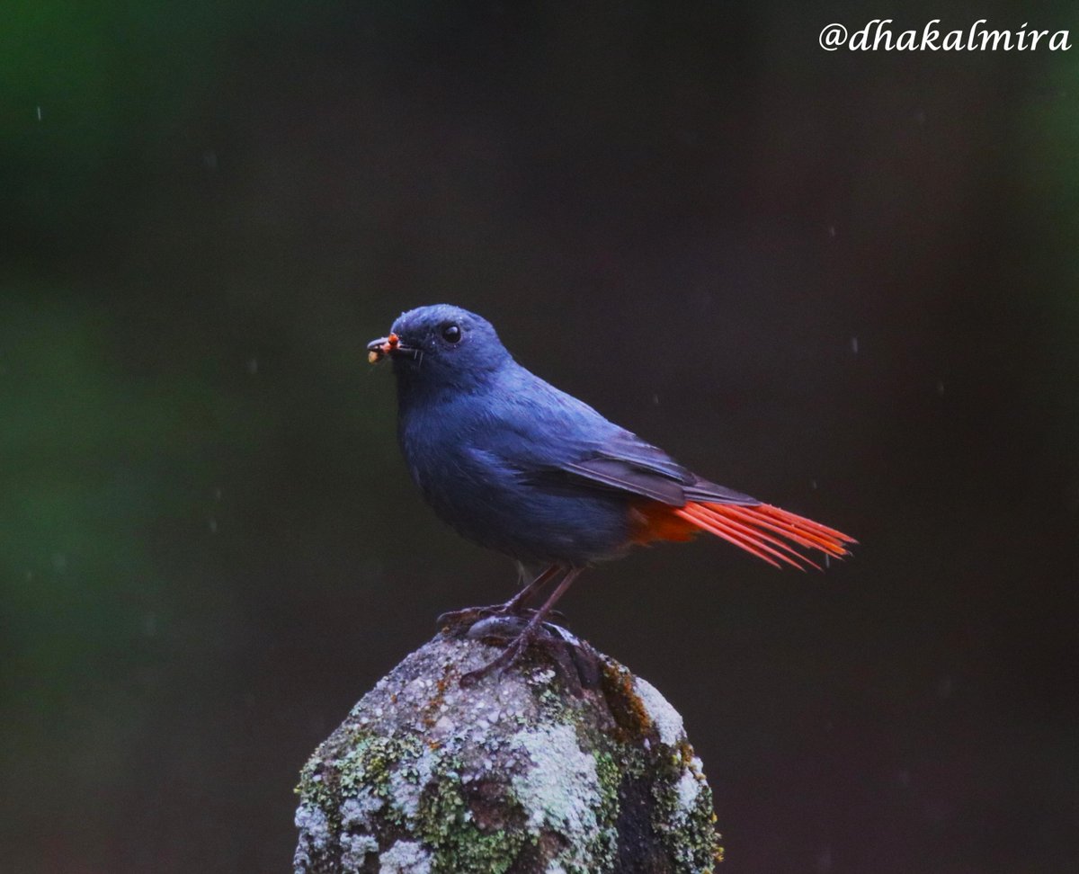 dhakalmira's tweet photo. Plumbeous redstart male
नीलाम्बर जलखञ्जरी
Location: SundariJal
#TheJoyOfSmallThings #chroniclesofanaturelover https://t.co/dZp0F5iG87