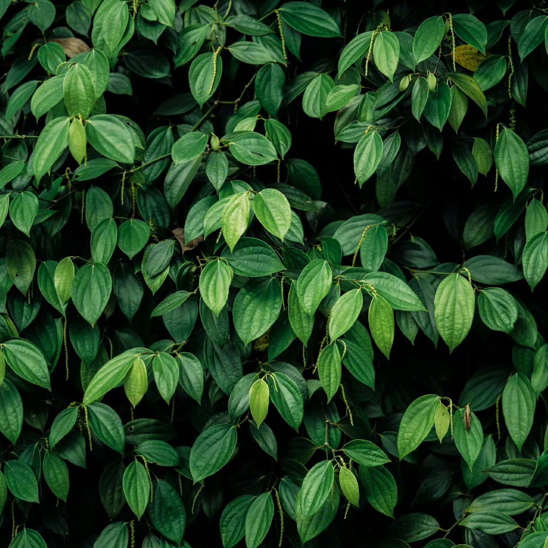 oflisztomania's tweet image. ⠀
⠀
แดดยามสายรินแสงอ่อนลอดผ่านเรือนยอดไม้ ส่องเป็นลำบนพื้นดินที่มีหย่อมหญ้าเขียวจาง เสียงใบไม้ไหวเบา ๆ จากลมอ่อนสลับกับเสียงนกร้องประปราย ทำให้เช้าวันนี้ดูสงบเหมือนโลกกำลังกลั้นหายใจอยู่ชั่วครู่

#𝖳𝗁𝖾𝖥𝖾𝖺𝗋𝖧𝗂𝗀𝗁𝗌𝖼𝗁𝗈𝗈𝗅
⠀
⠀