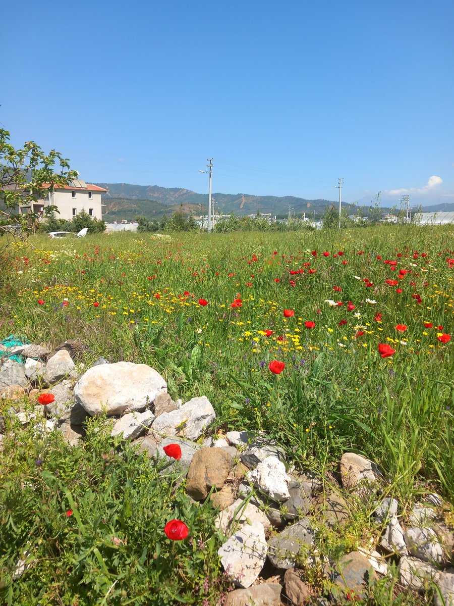 FatmaFethiye's tweet photo. #pazar https://t.co/ZvTHaPMlgp