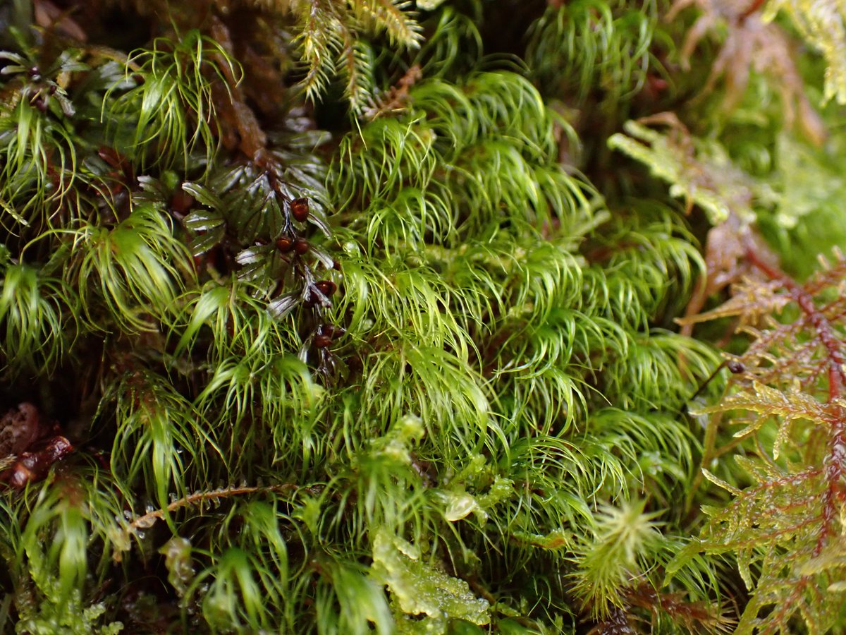 visualflora's tweet photo. A great day out on Saturday in Glencoe with @BBSbryology NW Scotland group. Among many new plants for me was this elegant Dicranodontium uncinatum. https://t.co/MiCSp6bayD
