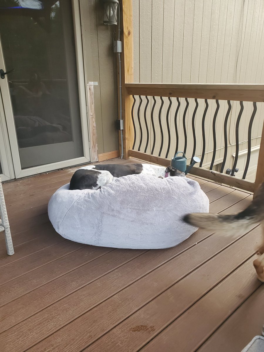 BlueXIII3's tweet photo. One of my goodest boys had a stroke this morning and I had to send him to the Bridge.  I miss him already, but, he now resides with all my other retirees and past goodest boys and girls.
Kenro Beretta 1/4/15-4/20/25
#retirednotrescued
#greyhoundsofx
#goodestboy https://t.co/Xh4vTxFm7D